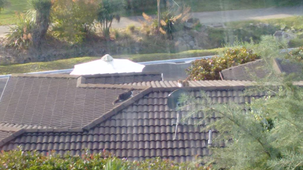 yes the one picture I took in Tauranga was of two cats staring at each other on a roof why are you making such a big deal of this